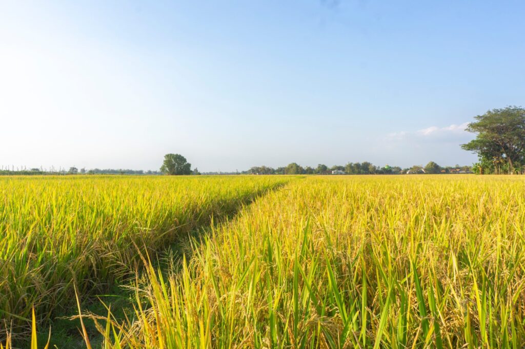 campo de arroz